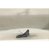 Palanca de intermitentes