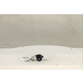 Interruptor de arranque